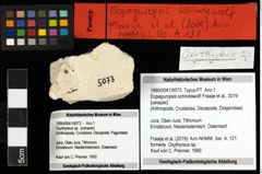 Foto (Objekt + Etiketten) von Eopaguropsis schindewolfi (Fraaije et al., 2019) 